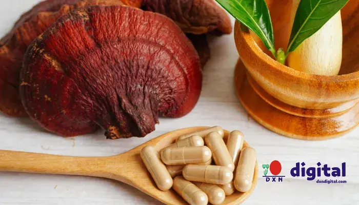 ganoderma 4